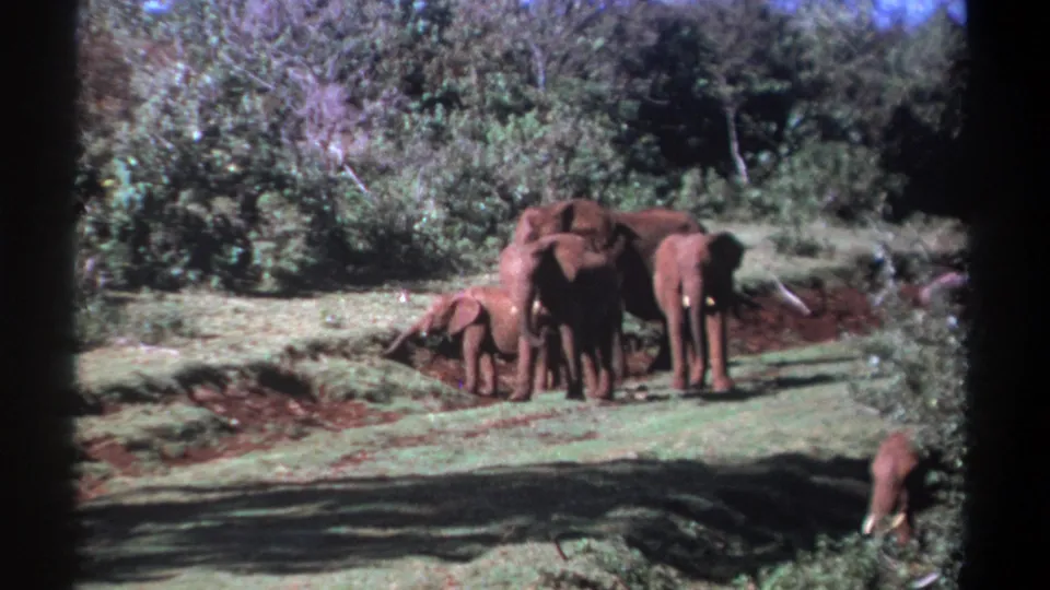 1969 Kenya 8mm frame of elephants grouped together in a grassy savanna clearing, with a calf at the side and dense vegetation behind.