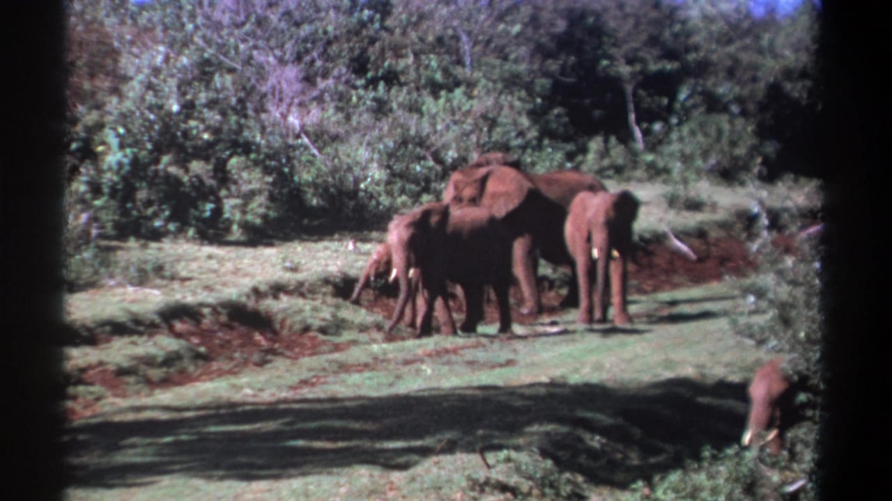 1969 Kenya 8mm frame showing adult elephants and a calf in a grassy clearing near dense foliage.