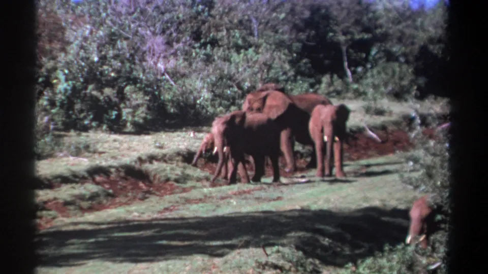1969 Kenya 8mm frame showing adult elephants and a calf in a grassy clearing near dense foliage.