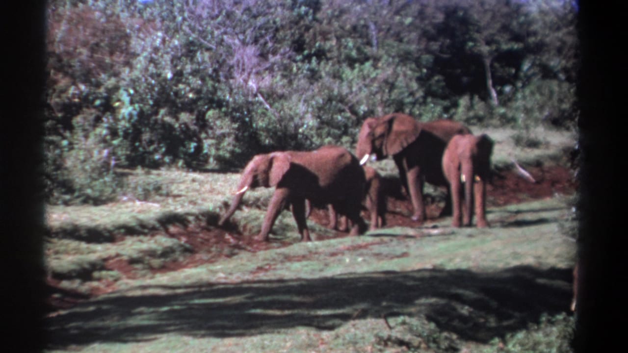 Elephants spread across a grassy patch near trees, with one feeding low to the ground.