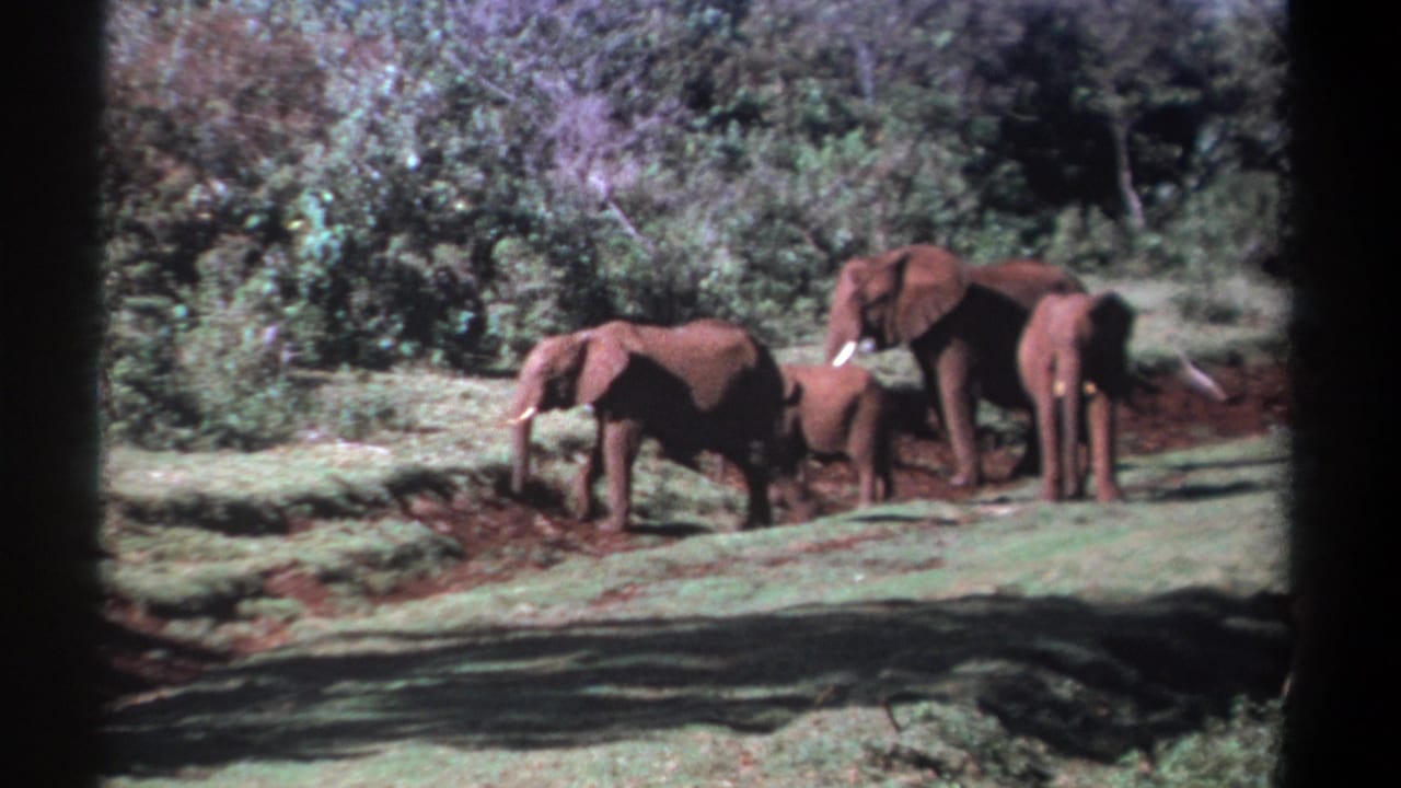 1969 Kenya 8mm frame showing a small elephant herd clustered in a grassy clearing with dense vegetation behind.