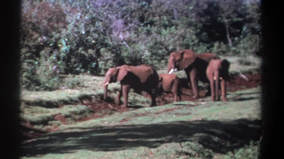 1969 Kenya 8mm frame showing a small elephant herd clustered in a grassy clearing with dense vegetation behind.