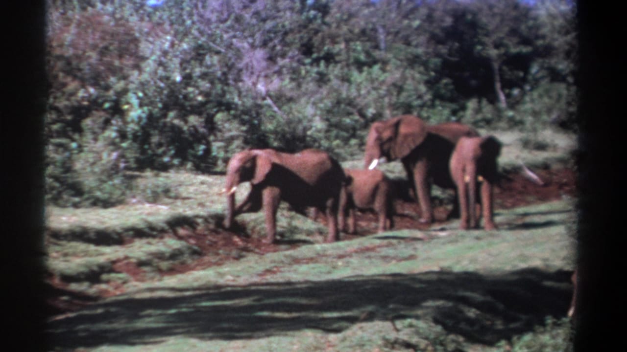 1969 Kenya 8mm frame of elephants standing and feeding in a green clearing at the edge of dense trees.