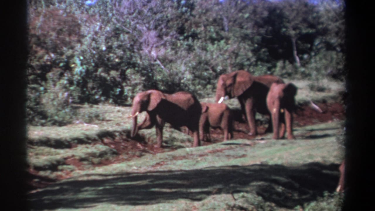 1969 Kenya 8mm frame showing adult elephants and a calf near a wooded savanna edge with reddish soil and green grass.