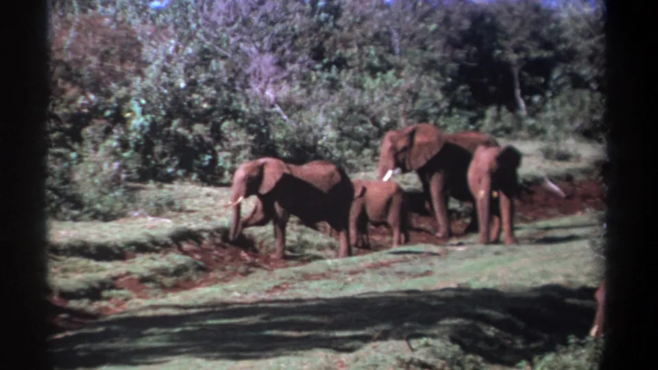 1969 Kenya 8mm frame showing adult elephants and a calf near a wooded savanna edge with reddish soil and green grass.