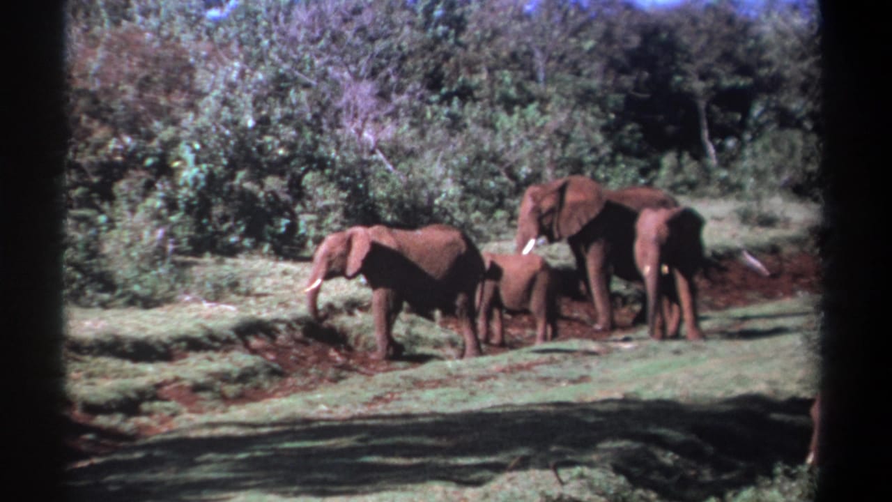 1969 Kenya home-movie frame of an elephant group crossing a grassy clearing beside dense shrubs and a wooded background.