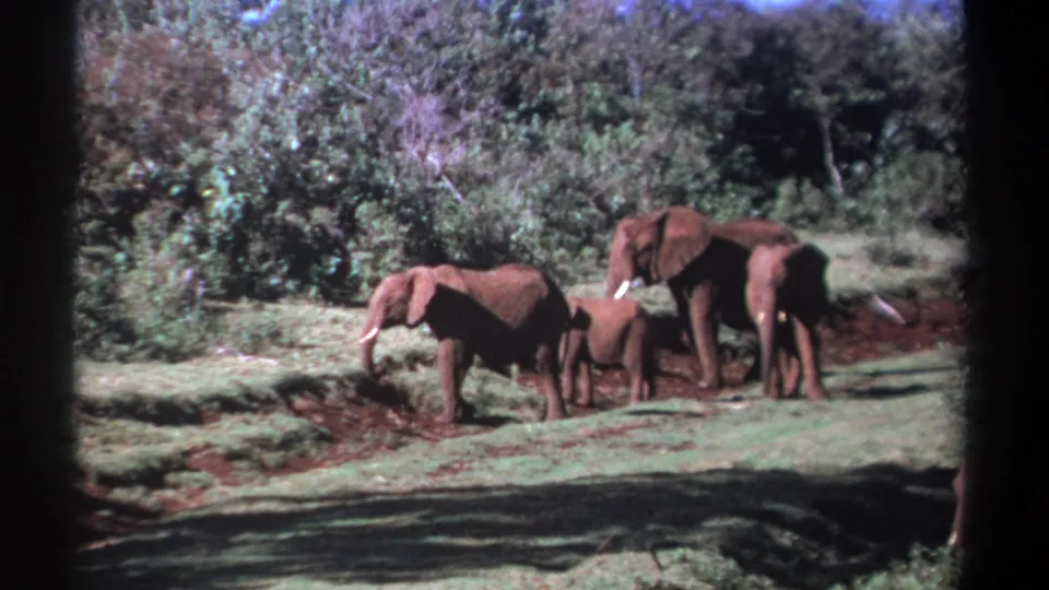 1969 Kenya home-movie frame of an elephant group crossing a grassy clearing beside dense shrubs and a wooded background.