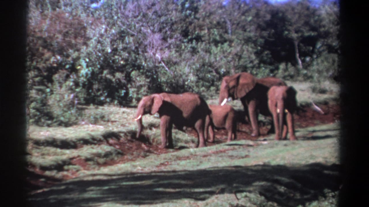 1969 Kenya 8mm frame showing several elephants, including a calf, paused near brush as one adult appears to forage.