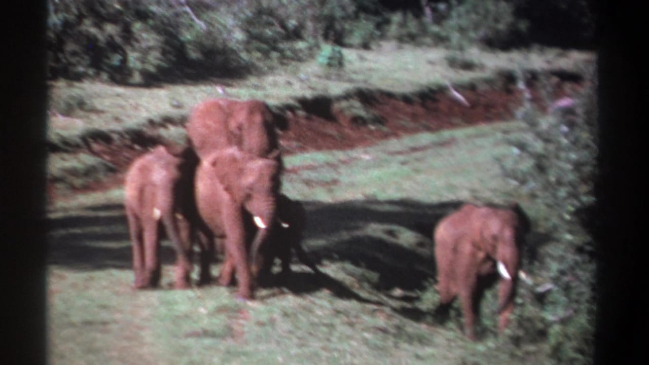 1969 Kenya 8mm frame with a small elephant group walking through grass, one elephant separated near the right edge.