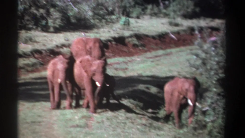 1969 Kenya 8mm frame with a small elephant group walking through grass, one elephant separated near the right edge.