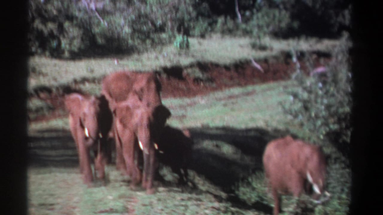 1969 Kenya 8mm frame showing a small group of African elephants moving across grassy ground near bushes and red-brown earth.