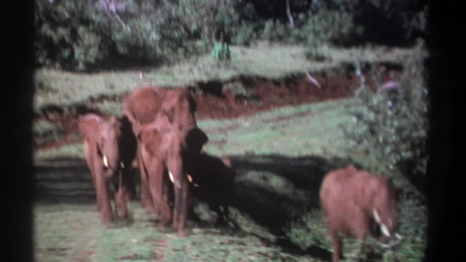 1969 Kenya 8mm frame showing a small group of African elephants moving across grassy ground near bushes and red-brown earth.