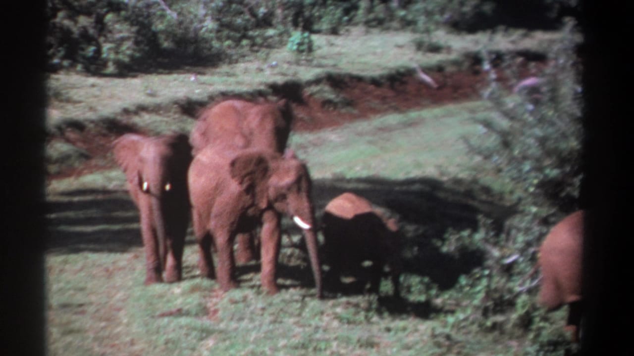 Elephants stand and walk near a bush at the edge of a grassy clearing.