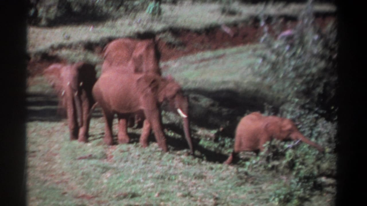 1969 Kenya 8mm frame showing a tusked elephant near the foreground with more elephants on grass behind it.