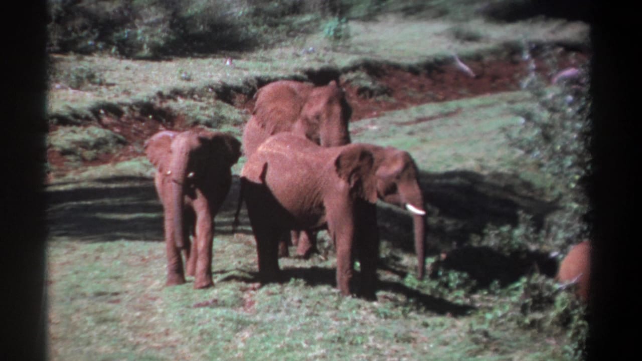 1969 Kenya 8mm frame showing tusked elephants grouped near shrubs, with grassy ground and a dirt bank behind them.
