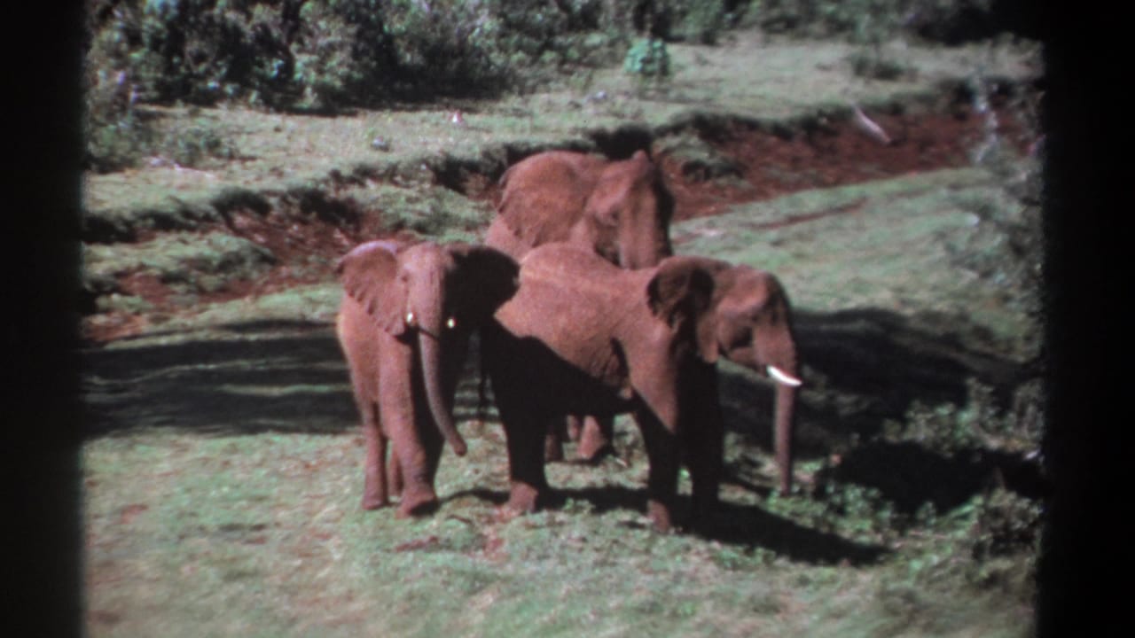 1969 Kenya 8mm frame showing three elephants on a grassy area, with reddish dust on their bodies and trees in the background.