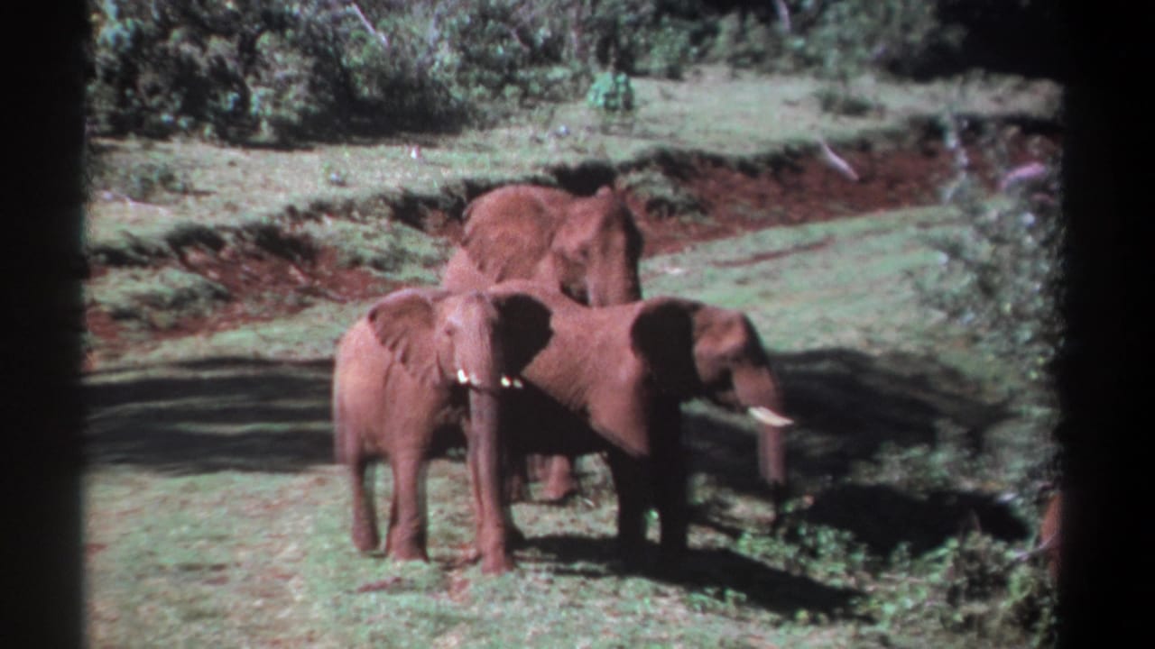 A small group of elephants crossing grass near low vegetation and a tree line.