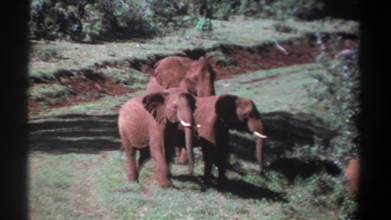 1969 Kenya 8mm frame showing elephants clustered in a grassy clearing, including one facing the camera with visible tusks.