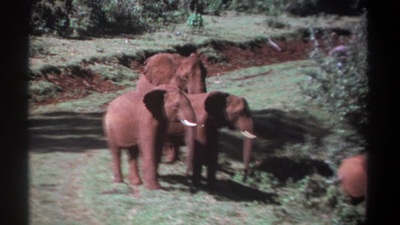 1969 Kenya 8mm frame of elephants grouped on sunlit grass, partly bordered by brush and dark film-frame edges.