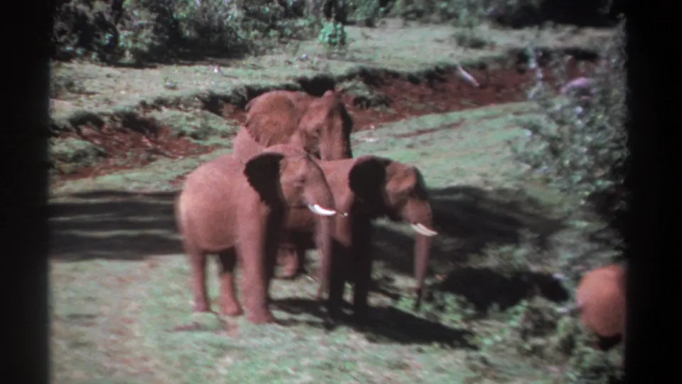 1969 Kenya 8mm frame of elephants grouped on sunlit grass, partly bordered by brush and dark film-frame edges.