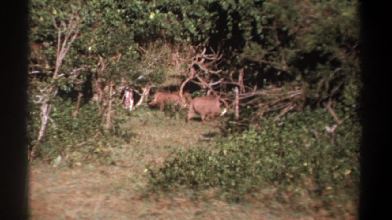 Two warthogs stand in brush at the edge of a wooded clearing.