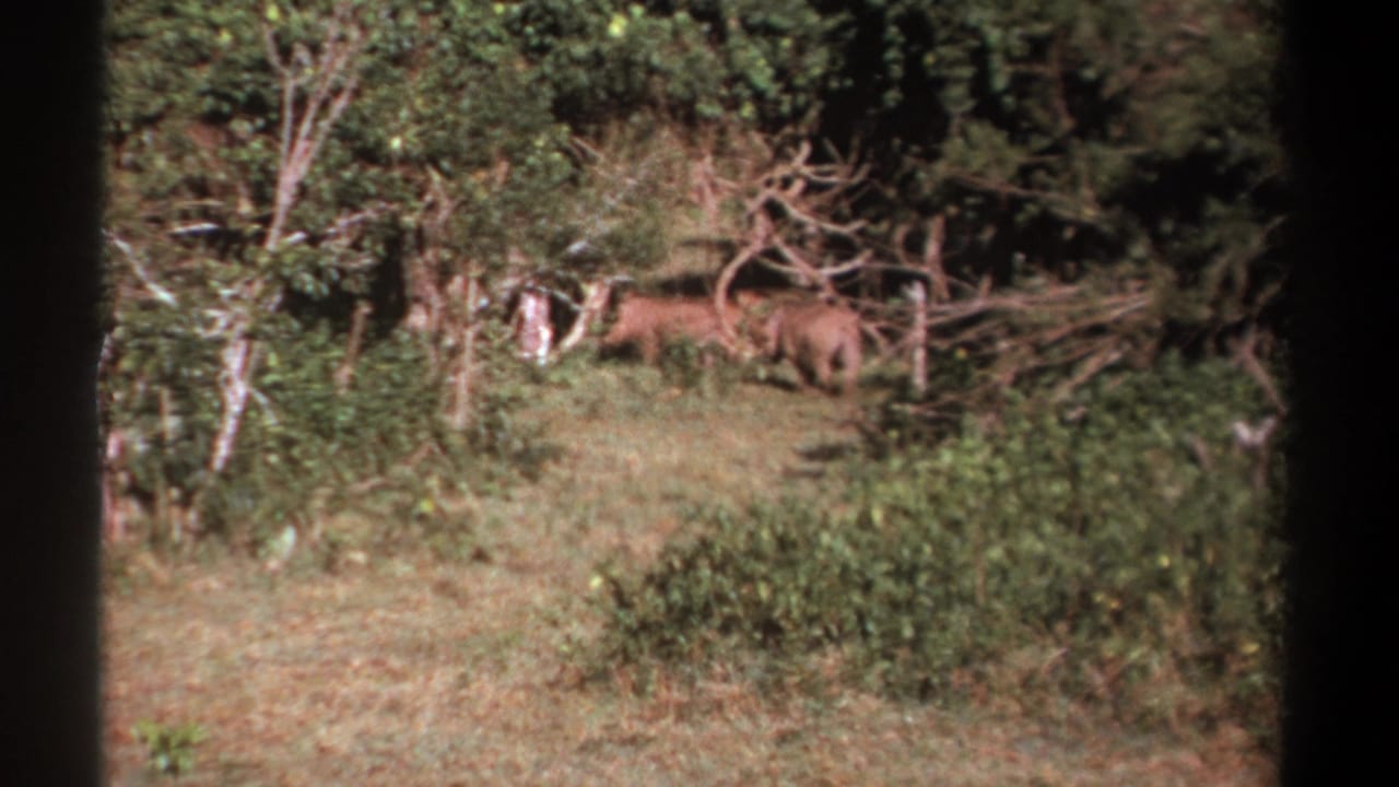 Two warthogs remain in a wooded Kenya clearing, partly screened by shrubs and branches in soft 8mm color.