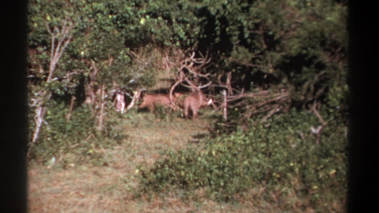 In the final 1969 Kenya frame, warthogs move through underbrush with trees and dry branches behind them.
