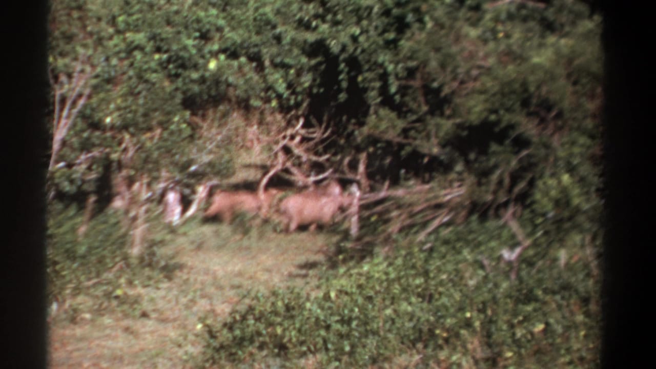 1969 Kenya 8mm frame showing two wild boar-like animals in a wooded grassy clearing, seen from a distant home-movie viewpoint.