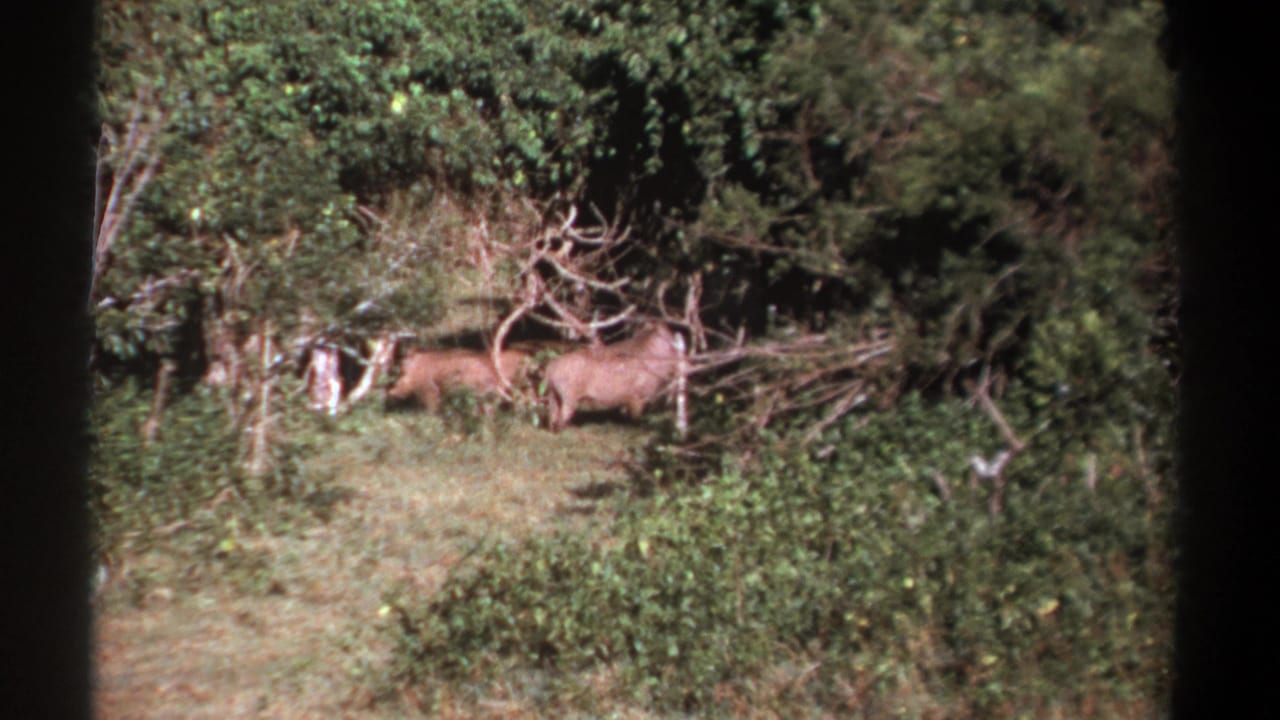 1969 Kenya 8mm frame with two boar-like animals paused near bushes and fallen branches in a sunlit forest clearing.