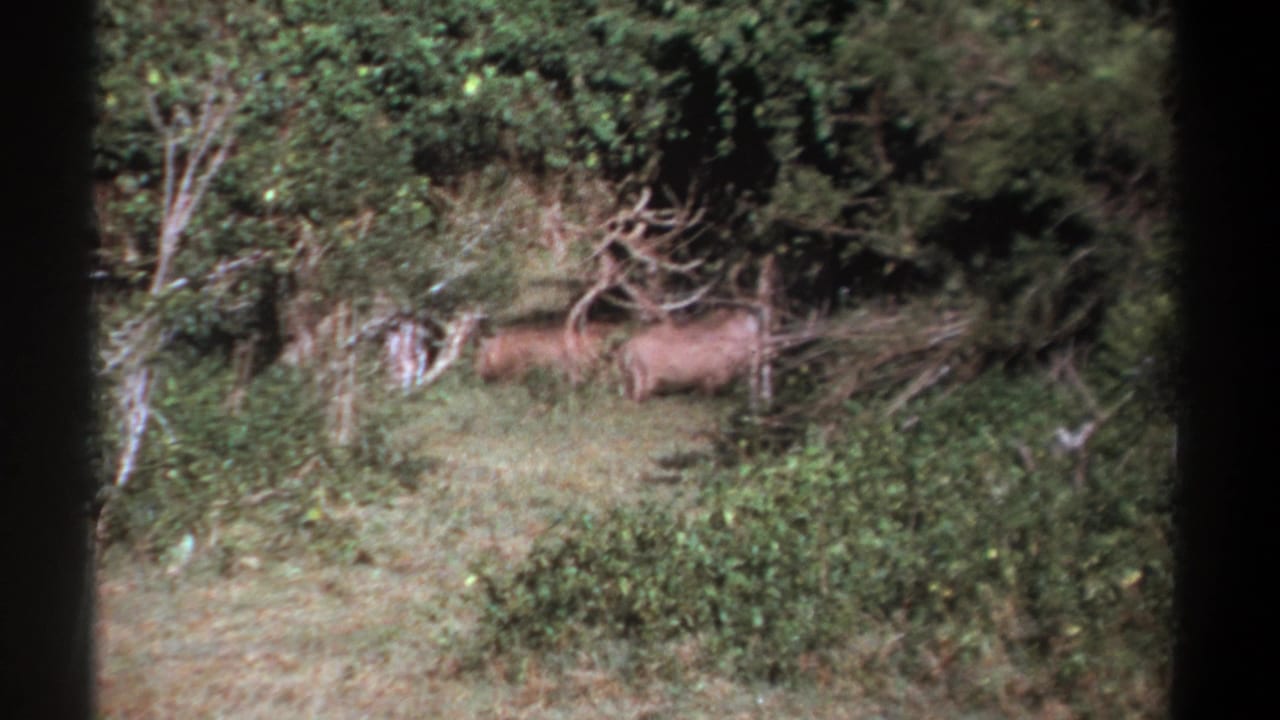 1969 Kenya 8mm frame with two boar-like animals seen at a distance among shrubs, grass, and trees in a wooded clearing.