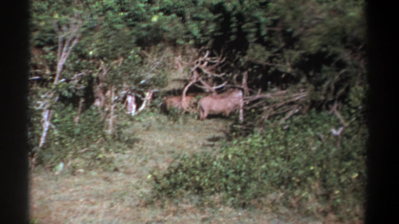 1969 Kenya 8mm frame showing a warthog in a green forest clearing with shrubs, tree trunks, and fallen branches.