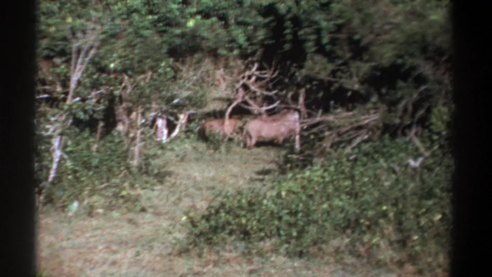 1969 Kenya 8mm frame showing a warthog in a green forest clearing with shrubs, tree trunks, and fallen branches.