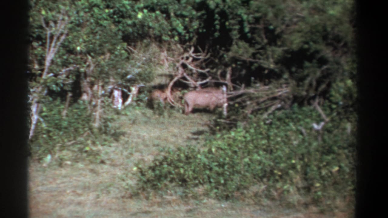 Warthog walking left through brush at the edge of a forest clearing.