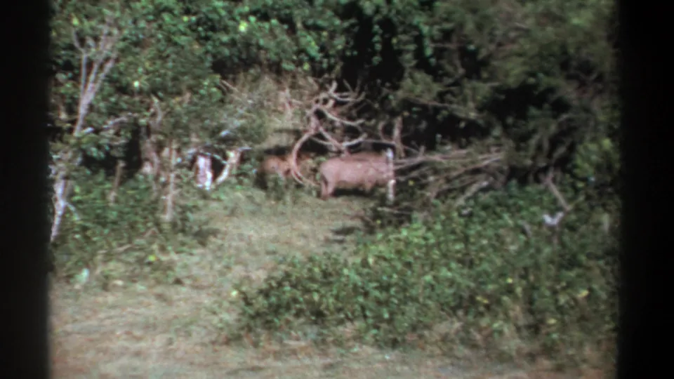 1969 Kenya home-movie frame with a warthog moving left through sunlit grass and dense green vegetation.