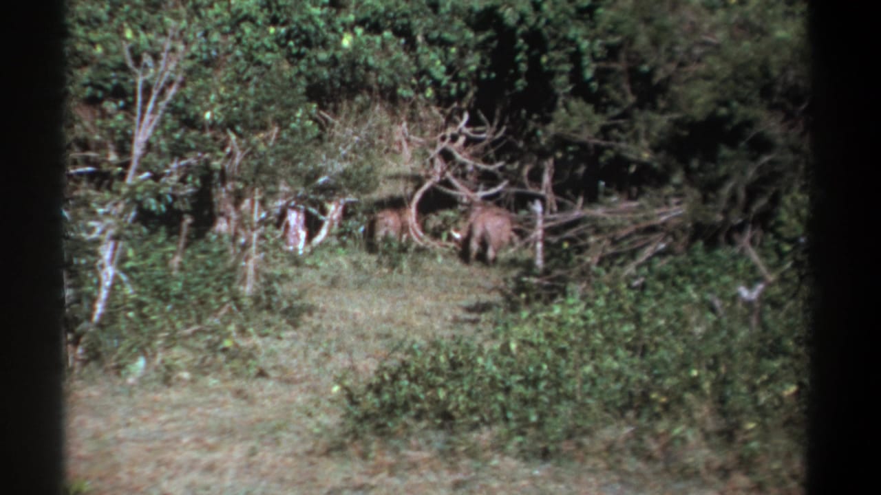 1969 Kenya 8mm frame showing the warthog partly turned away amid grass, shrubs, pale trunks, and tangled branches.