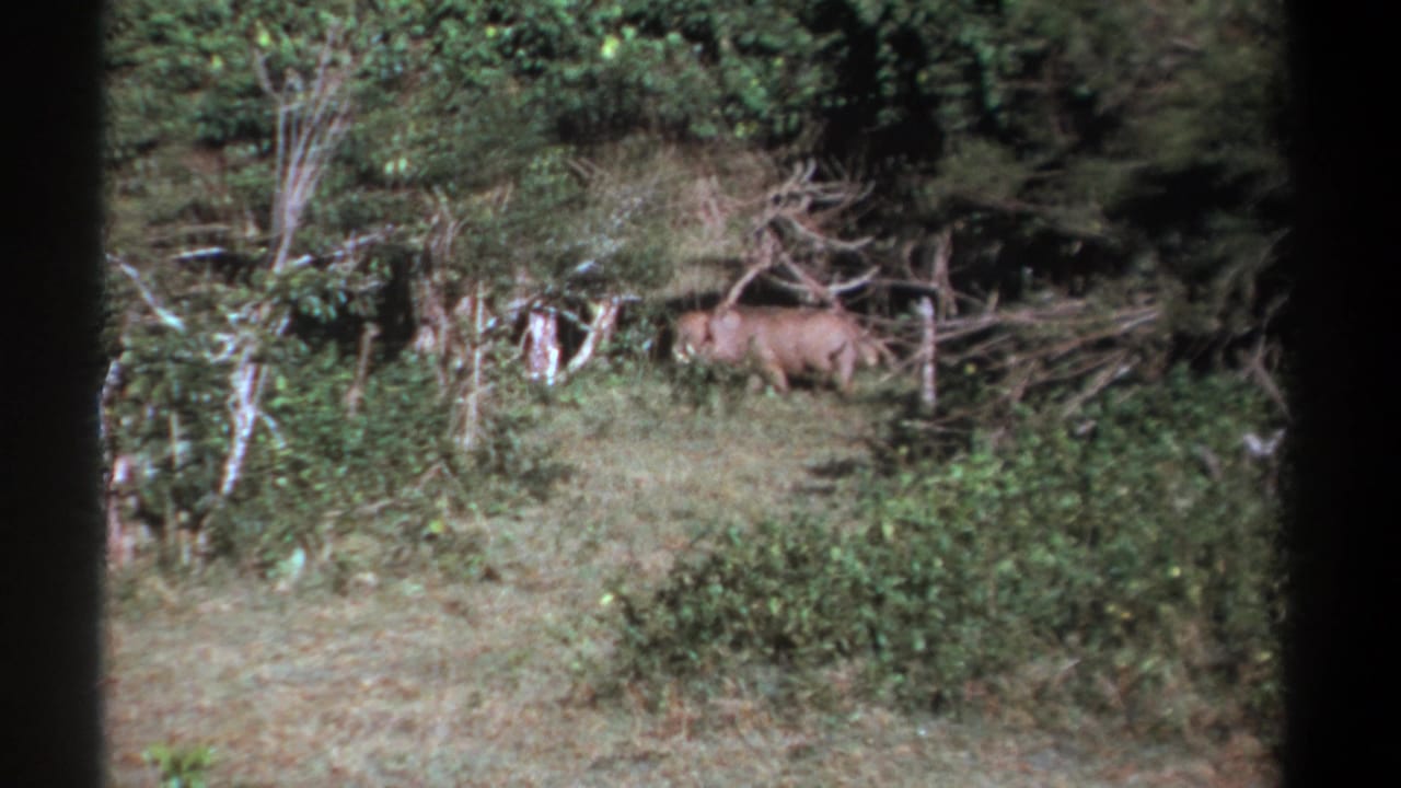 1969 Kenya home-movie frame of a warthog continuing through a grassy forest clearing bordered by dense vegetation.