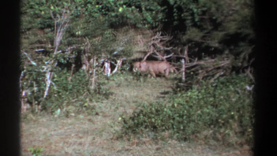 1969 Kenya home-movie frame of a warthog continuing through a grassy forest clearing bordered by dense vegetation.