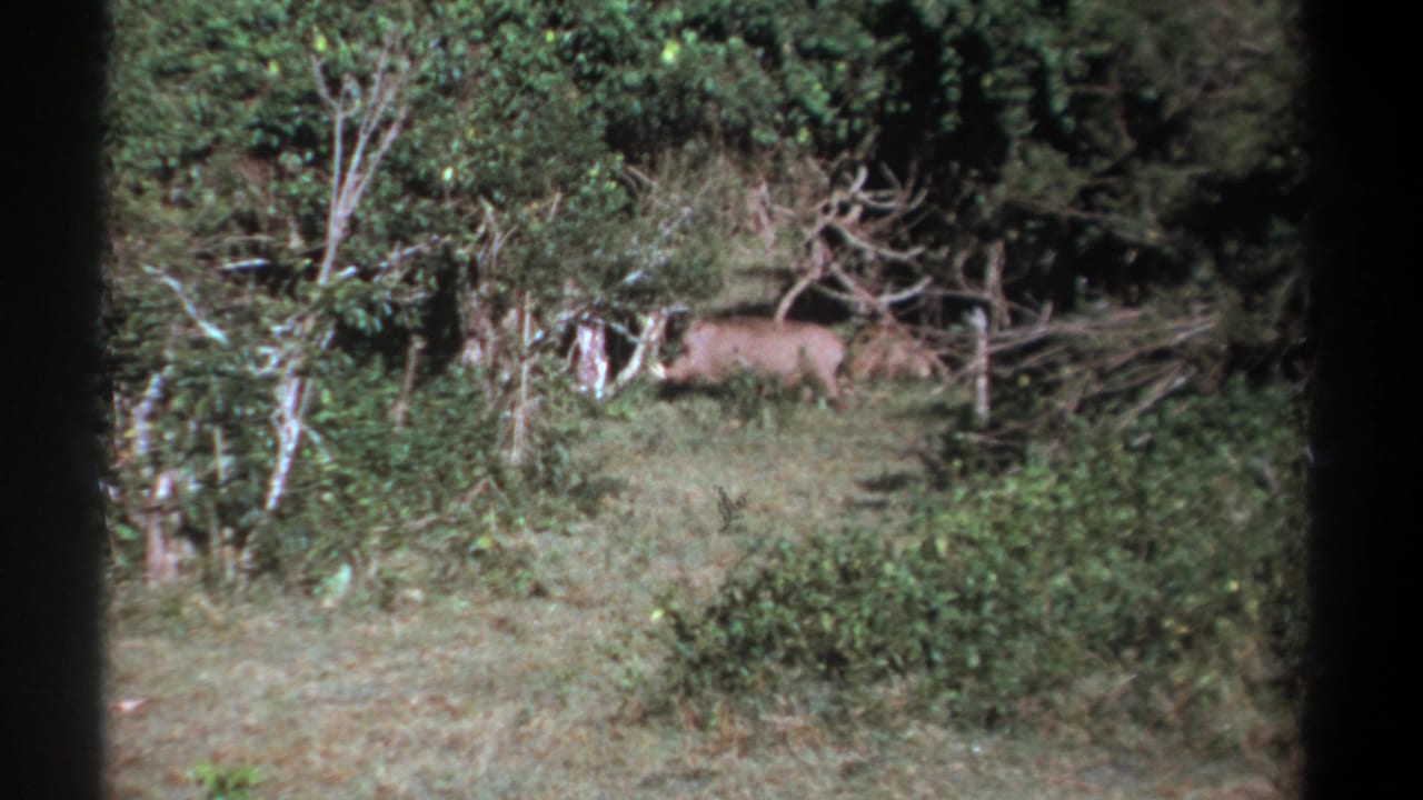 1969 Kenya 8mm frame showing a warthog moving through dense green brush with dark film borders.