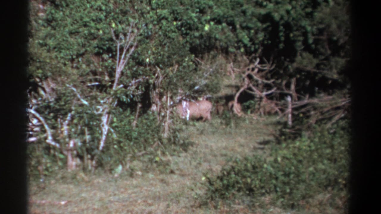 Warthog standing in brush at the edge of a grassy clearing.