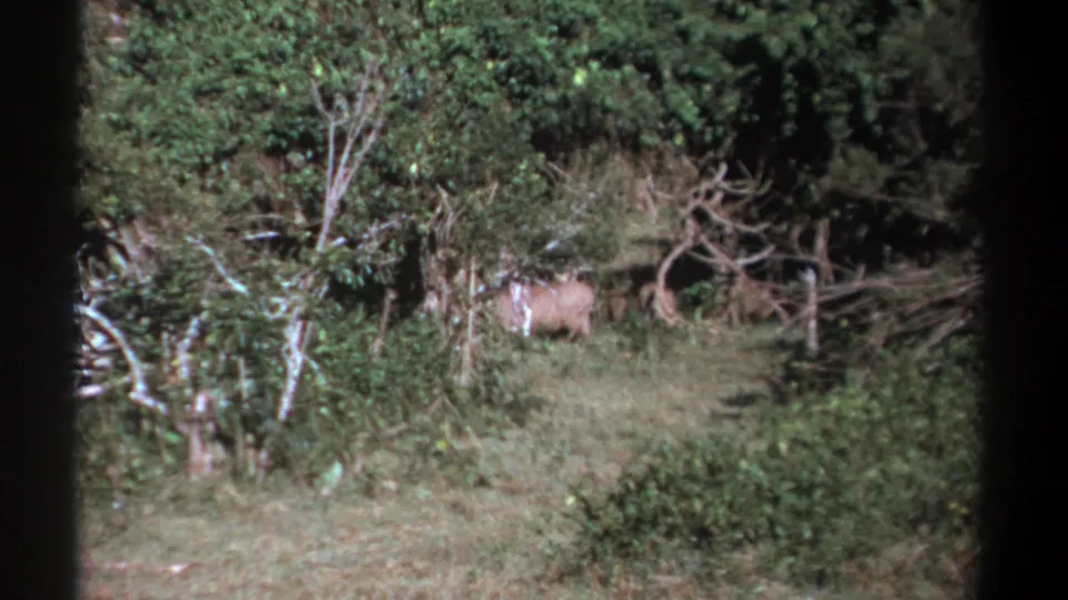 1969 Kenya 8mm frame with a warthog visible among shrubs and branches near a grassy opening.