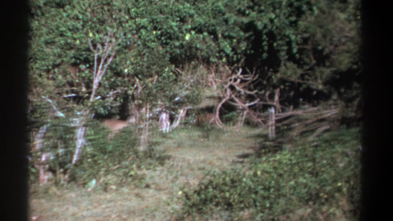 1969 Kenya 8mm frame showing the warthog partly hidden by foliage as the camera follows through brush.