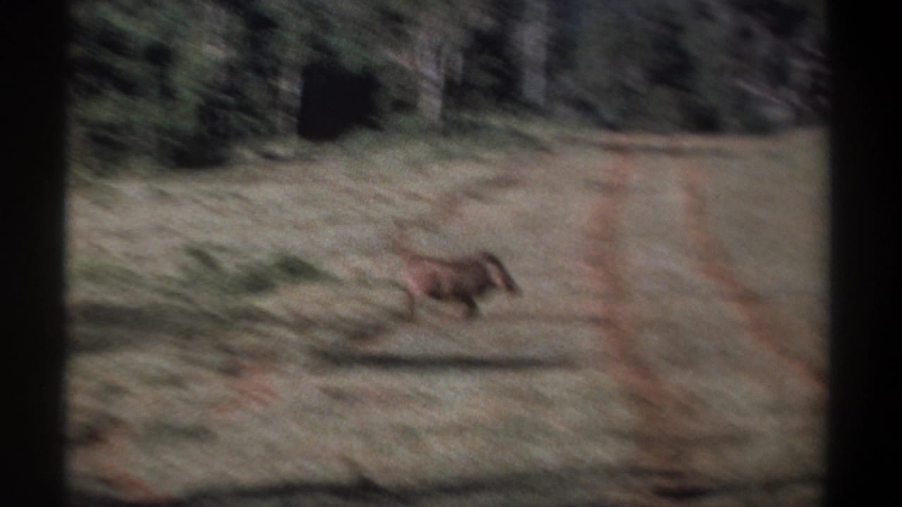 1969 Kenya 8mm frame showing a warthog running across open grassy ground, blurred by handheld tracking.