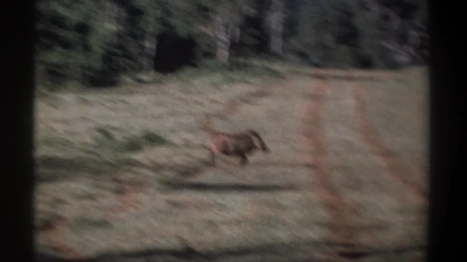 1969 Kenya 8mm frame showing a warthog running across open grassy ground, blurred by handheld tracking.