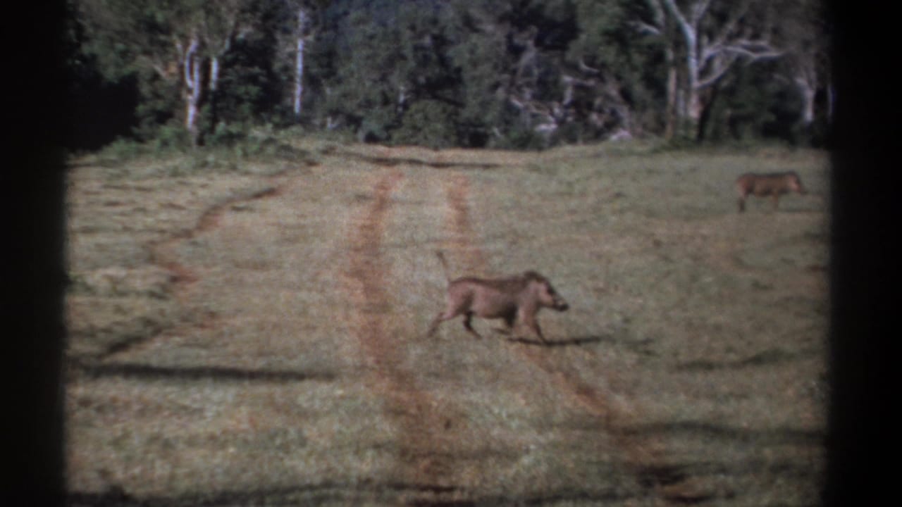 1969 Kenya 8mm frame showing a warthog crossing an open grassy field with tire tracks and trees in the background.