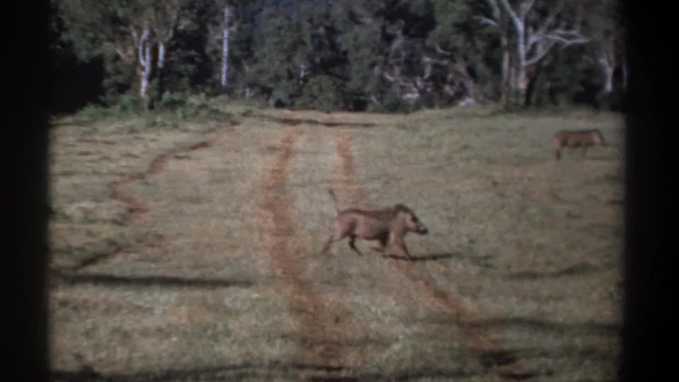 1969 Kenya 8mm frame showing a warthog crossing an open grassy field with tire tracks and trees in the background.
