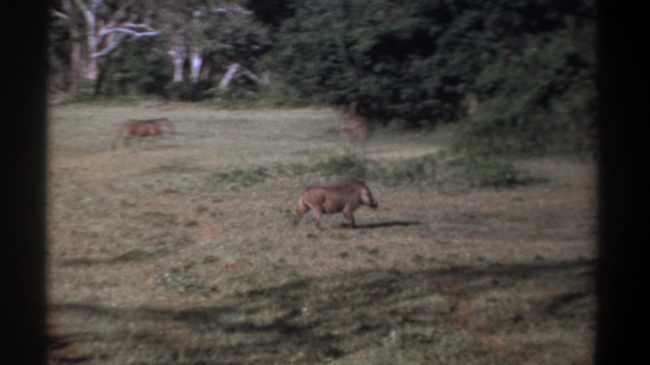 Warthog moving across open grass with other warthogs near the forest edge.