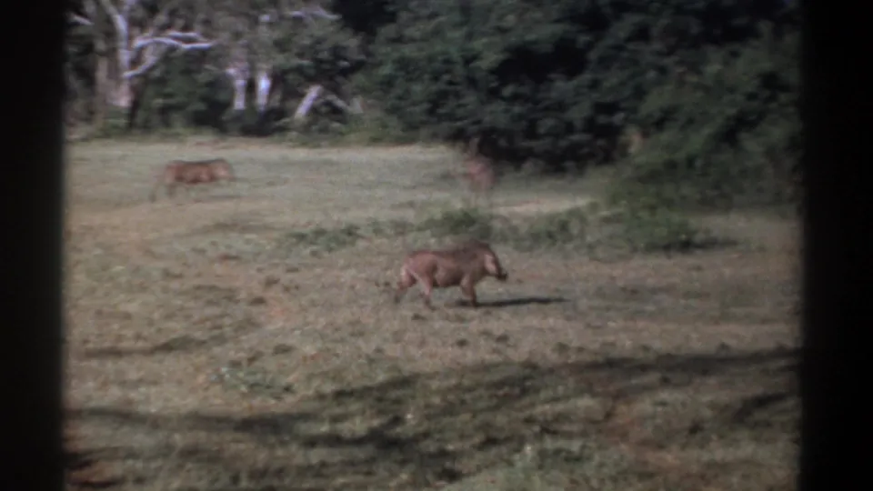 1969 Kenya 8mm frame with a warthog crossing the field as other warthogs graze near dense greenery.