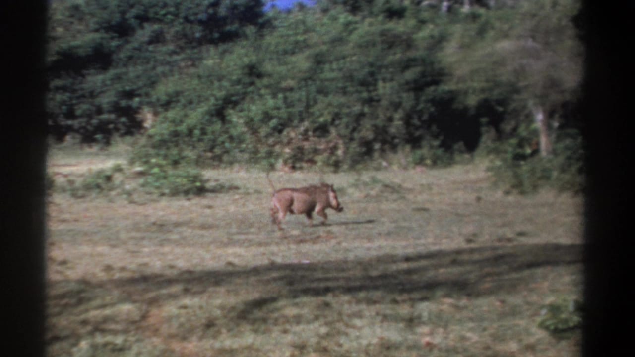 1969 Kenya home-movie frame showing a warthog in profile against a field and dark forest backdrop.
