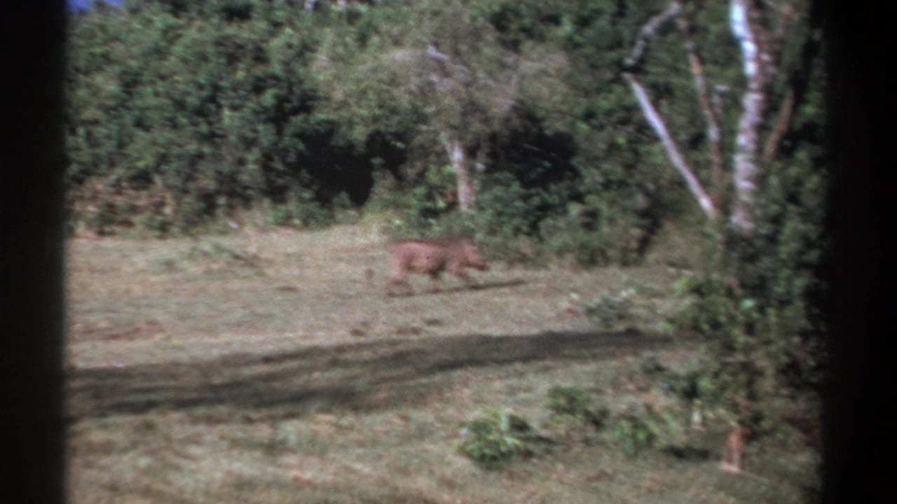 1969 Kenya 8mm frame showing a warthog near the edge of a grassy clearing below dense trees.