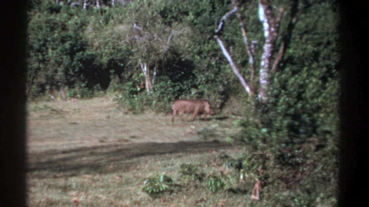 1969 Kenya 8mm frame showing a small wild animal moving along dense shrubs beside an open grassy clearing.